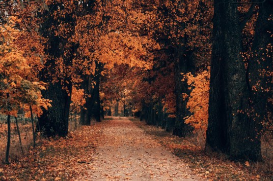 123247828_384739449232099_2100730502447195717_n