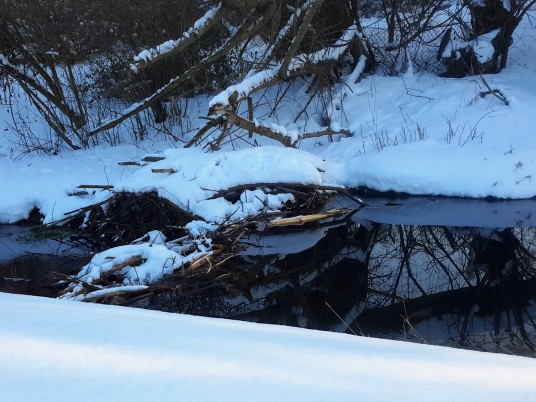 4 nuotrauka. Link Tartoko pelkės_2021