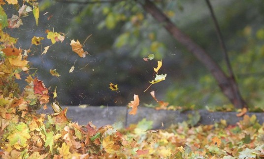 sokantys-lapai-69350882 2