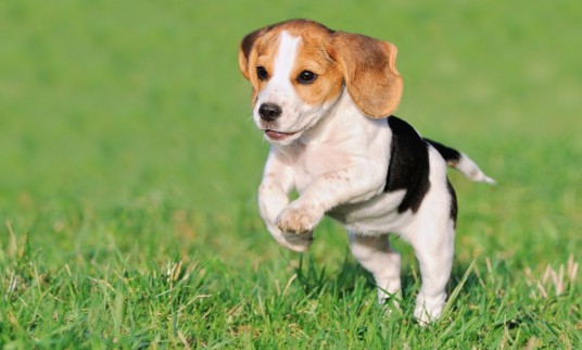 suniukas-gamtoje-78449355 2