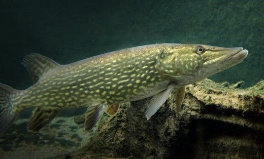 Lydeka_am.lt_-e1460101156887