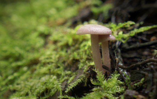 Mėlynlakštė mažasporė_ Lavender Baeospora. Photo Mindaugas Survila