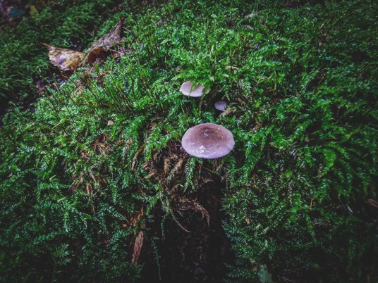 Mėlynlakštė mažasporė_Lavender Baeospora. Nuotraukos autorė Aurelija Plūkė