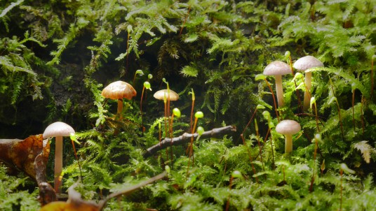 Mėlynlakštė mažasporė_Lavender Baeospora. Photo Mindaugas Survila 2