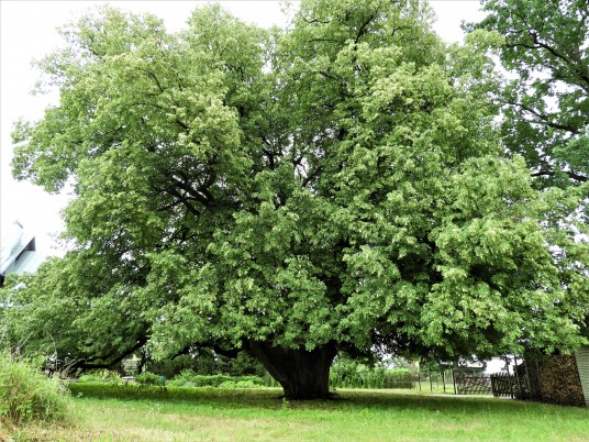 Lampėdžių liepa Gražuolė