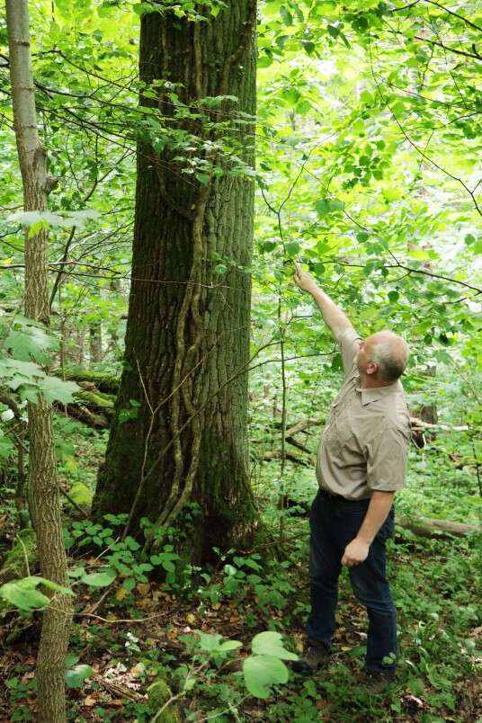 VMU Prienų regioninio padalinio vyr. miškininkas Tadas Zubavičius