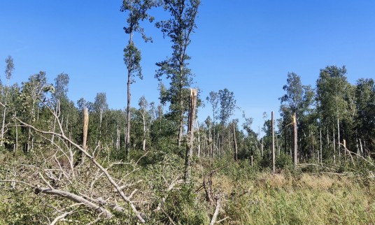 Audros_sudarkytas_miskas